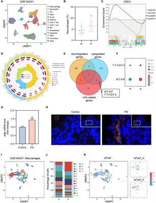 The role of WTAP in regulating macrophage-mediated osteoimmune responses and tissue regeneration in periodontitis